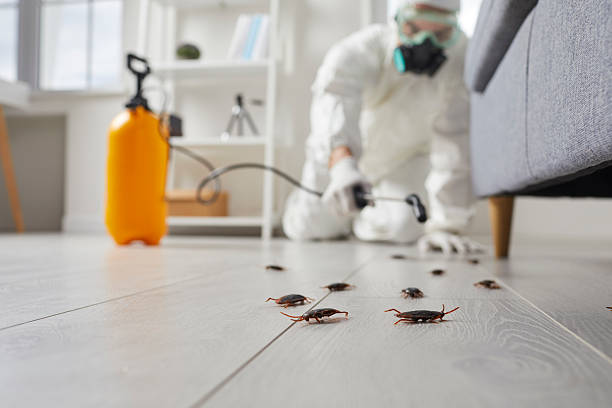 Commercial Kitchen Cockroach Control in Pulaski